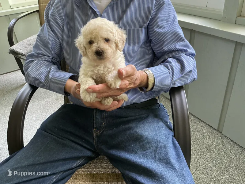 Amber – Poodle - Toy  puppy for sale in Saint Cloud, MN