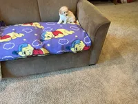 Raven, a male Poodle - Toy  for sale in Saint Cloud, MN – 3 of 5