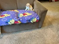 Raven, a male Poodle - Toy  for sale in Saint Cloud, MN – 5 of 5