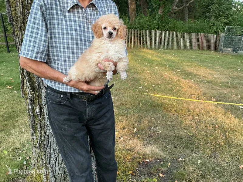 Precious  – Poodle - Toy  puppy for sale in Saint Cloud, MN