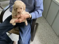 Susie, a male Poodle - Toy  for sale in Saint Cloud, MN – 4 of 4