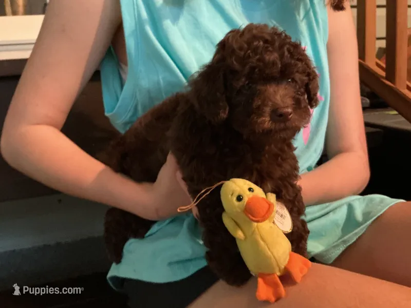 Alex – Poodle - Toy  puppy for sale in Saint Cloud, MN