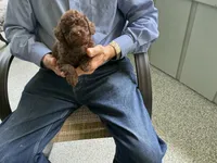 Alex, a male Poodle - Toy  for sale in Saint Cloud, MN – 2 of 3