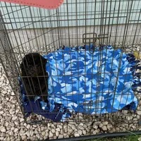 Max, a male Poodle - Toy  for sale in Saint Cloud, MN – 5 of 5