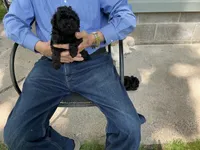 Max, a male Poodle - Toy  for sale in Saint Cloud, MN – 5 of 5