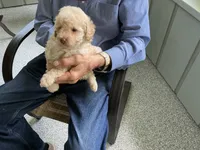 Susie, a male Poodle - Toy  for sale in Saint Cloud, MN – 3 of 4