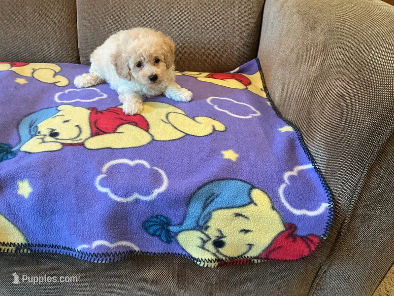Raven – Poodle - Toy  puppy for sale in Saint Cloud, MN