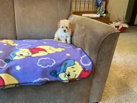 Precious , a female Poodle - Toy  for sale in Saint Cloud, MN – 5 of 6
