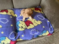 Sweetie , a female Poodle - Toy  for sale in Saint Cloud, MN – 6 of 6