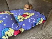 Sweetie , a female Poodle - Toy  for sale in Saint Cloud, MN – 3 of 6