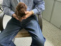 Alex, a male Poodle - Toy  for sale in Saint Cloud, MN – 3 of 3