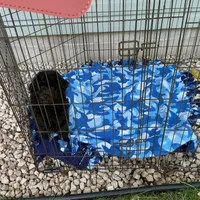 Max, a male Poodle - Toy  for sale in Saint Cloud, MN – 2 of 5