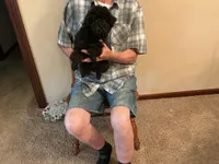 Max, a male Poodle - Toy  for sale in Saint Cloud, MN – 3 of 5