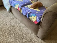Sweetie , a female Poodle - Toy  for sale in Saint Cloud, MN – 4 of 6