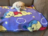 Raven, a male Poodle - Toy  for sale in Saint Cloud, MN – 4 of 5