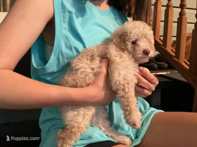 Paul – Poodle - Toy  puppy for sale in Saint Cloud, MN