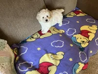 Rex, a male Poodle - Toy  for sale in Saint Cloud, MN – 2 of 6