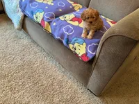 Sweetie , a female Poodle - Toy  for sale in Saint Cloud, MN – 5 of 6