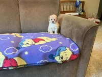 Precious , a female Poodle - Toy  for sale in Saint Cloud, MN – 6 of 6
