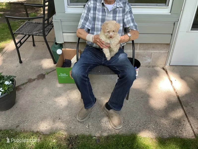 Paul – Poodle - Toy  puppy for sale in Saint Cloud, MN