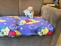 Precious , a female Poodle - Toy  for sale in Saint Cloud, MN – 2 of 6