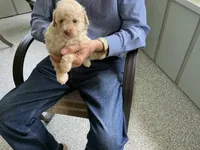 Susie, a male Poodle - Toy  for sale in Saint Cloud, MN – 2 of 4