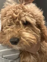 Percy, a male Cavapoo for sale in Trumbull Center, CT – Photo 1 of 2