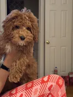 Percy, a male Cavapoo for sale in Trumbull Center, CT – Photo 2 of 2