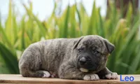 Leo, a male English Bulldog and German Shepherd Dog for sale in Grabill, IN – 2 of 2