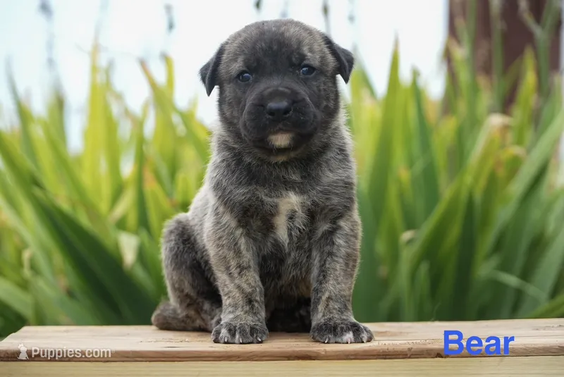 Bear – English Bulldog, German Shepherd Dog puppy for sale in Grabill, IN