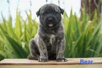 Bear, a male English Bulldog and German Shepherd Dog for sale in Grabill, IN – 1 of 2