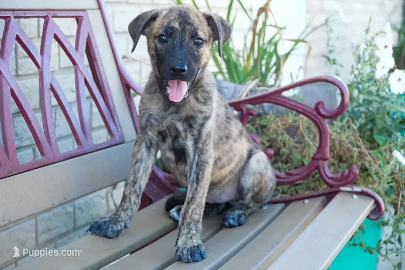 Mia – English Bulldog, German Shepherd Dog puppy for sale in Grabill, IN
