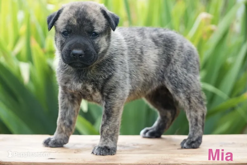 Mia – English Bulldog, German Shepherd Dog puppy for sale in Grabill, IN