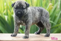 Mia, a female English Bulldog and German Shepherd Dog for sale in Grabill, IN – 1 of 2