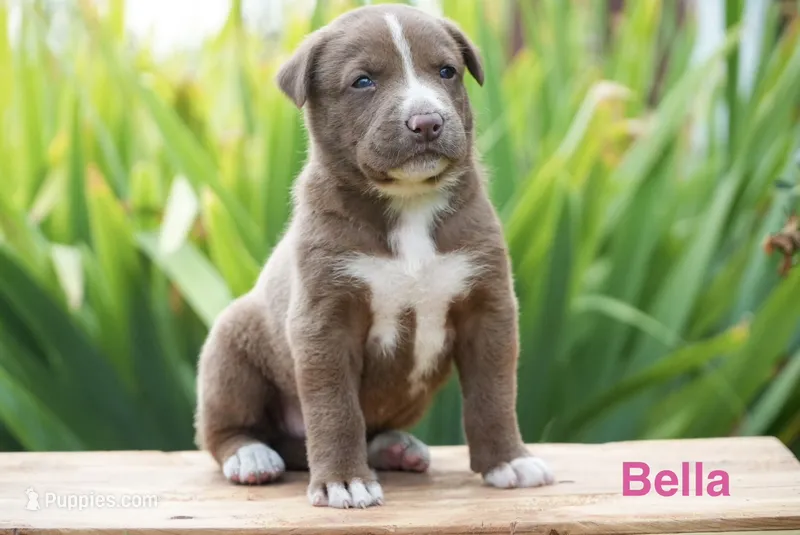 Bella – English Bulldog, German Shepherd Dog puppy for sale in Grabill, IN