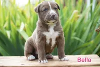 Bella, a female English Bulldog and German Shepherd Dog for sale in Grabill, IN – 1 of 3