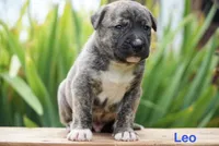 Leo, a male English Bulldog and German Shepherd Dog for sale in Grabill, IN – 1 of 2