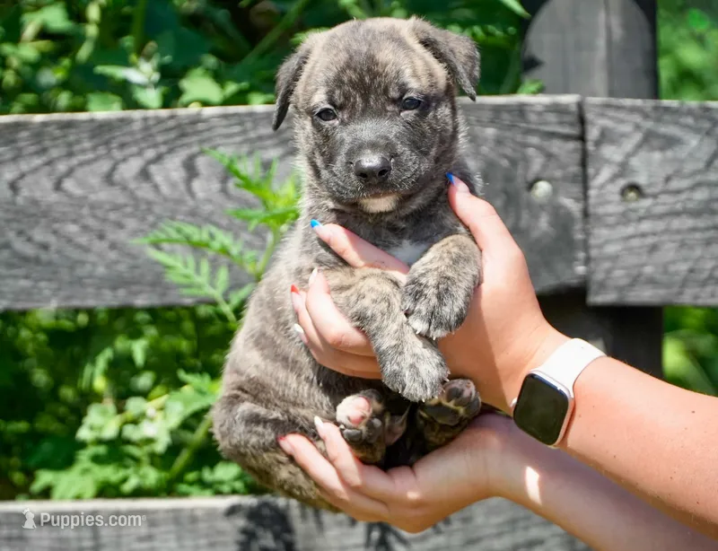 Bear – English Bulldog, German Shepherd Dog puppy for sale in Grabill, IN