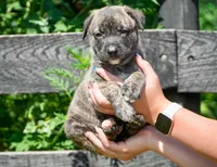Bear, a male English Bulldog and German Shepherd Dog for sale in Grabill, IN – 1 of 2