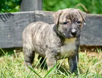 Leo, a male English Bulldog and German Shepherd Dog for sale in Grabill, IN – 2 of 2