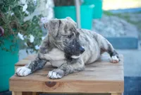 Leo, a male English Bulldog and German Shepherd Dog for sale in Grabill, IN – 2 of 3