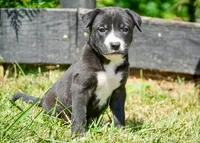 Lily, a female English Bulldog and German Shepherd Dog for sale in Grabill, IN – 2 of 2