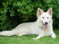 Bella, a female English Bulldog and German Shepherd Dog for sale in Grabill, IN – 3 of 3