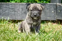 Bear, a male English Bulldog and German Shepherd Dog for sale in Grabill, IN – 2 of 2