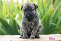 Mia, a female English Bulldog and German Shepherd Dog for sale in Grabill, IN – 2 of 2