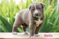 Bella, a female English Bulldog and German Shepherd Dog for sale in Grabill, IN – 2 of 3