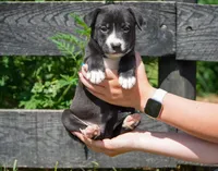 Lily, a female English Bulldog and German Shepherd Dog for sale in Grabill, IN – 1 of 2