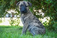 Bear, a male English Bulldog and German Shepherd Dog for sale in Grabill, IN – 2 of 2
