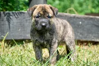 Milo, a male English Bulldog and German Shepherd Dog for sale in Grabill, IN – 2 of 2