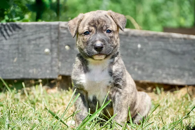 Leo – English Bulldog, German Shepherd Dog puppy for sale in Grabill, IN